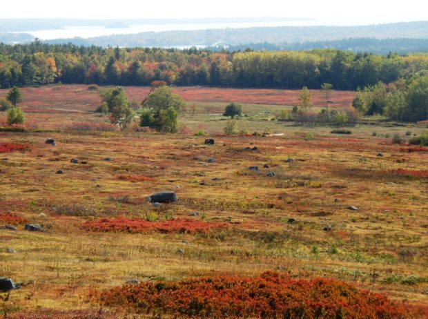 Penobscot Bay and the Deer Isle Bridge (upper center) from Route 15 in Sedgwick over Autumn Blueberry Fields (2003)