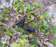 Bear feces on Lost Pond Trail in Baxter State Park (2005) Bear feces on Lost Pond Trail in Baxter State Park (2005)