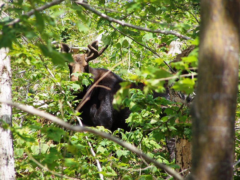 Moose on Carlo Col Trail entering the Maine section of the Appalachian Trail (2007)
