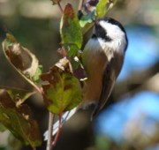 Black-capped Chicadee (2007)