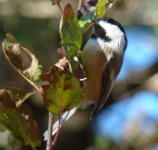 Black-capped Chicadee (2007) Black-capped Chicadee (2007)