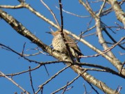 Common Flicker at Marsh River Bog Preserve, Newcastle (April 2009) Common Flicker at Marsh River Bog Preserve, Newcastle (April 2009)
