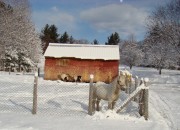 White horse and goats in the snow in New Portland (December 2009) White horse and goats in the snow in New Portland (December 2009)