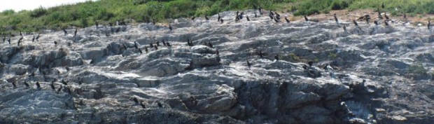 Cormorants Congregate on an Island (2010) Cormorants Congregate on an Island (2010)