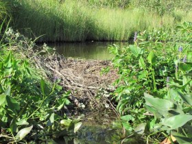 Beaver Dam at Dresden Bog (2010) Beaver Dam at Dresden Bog (2010)
