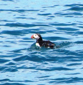 Puffin near Machias Seal Island (2011) Puffin near Machias Seal Island (2011)