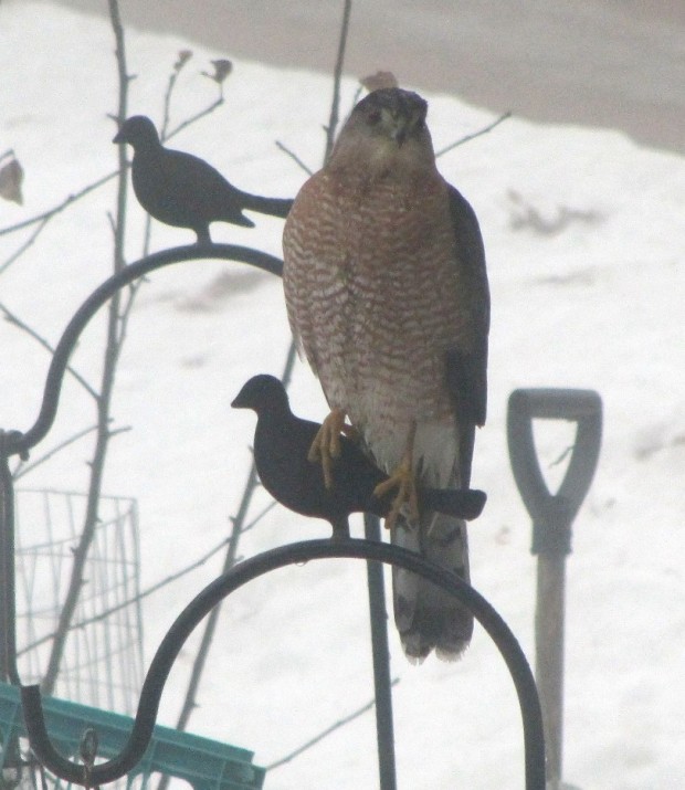 Coopers Hawk near bird feeders in Harpswell, Maine (2014) Coopers Hawk near bird feeders in Harpswell, Maine (2014)