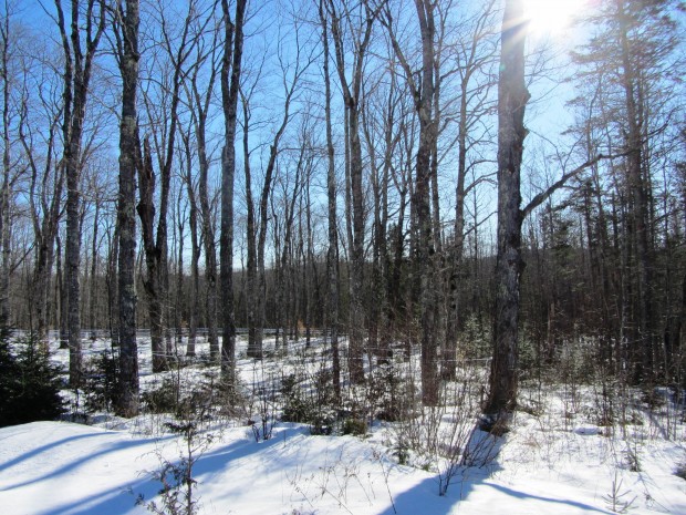 Maple Trees Tapped for Maple Syrup on Route 6 in Carroll Plantation (2014)