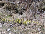 Coltsfoot on Rocky Brook Road in T8 R8 WELS (2015) Coltsfoot on Rocky Brook Road in T8 R8 WELS (2015)