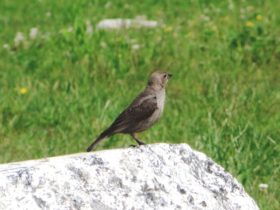 Female Brown-headed Cowbird in Nobleboro (2015)