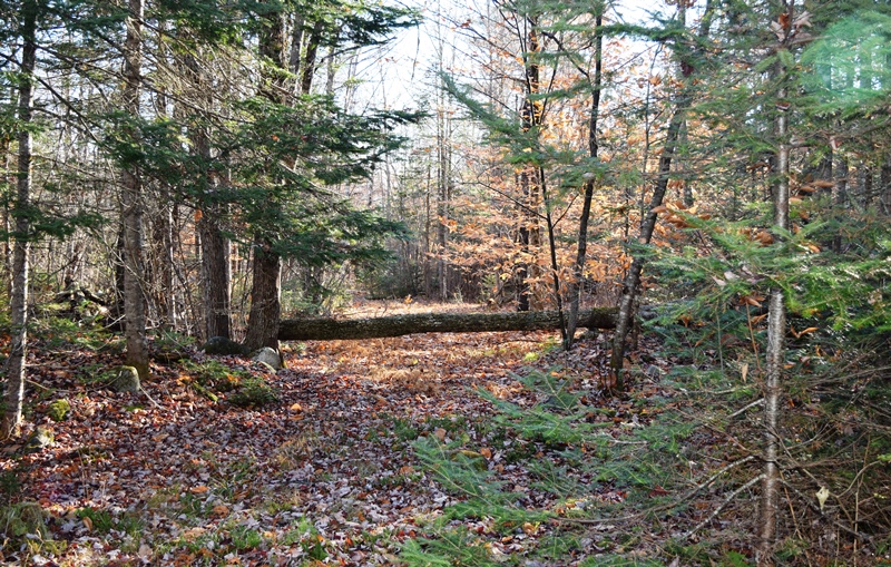 Woodland Scene off the Fourth of July Road in Brighton (2016) Woodland Scene off the Fourth of July Road in Brighton (2016)