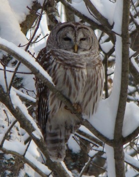 Barred Owl in Harpswell (2007) Barred Owl in Harpswell (2007)