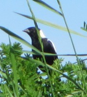 Male Bobolink at Mitchell Field in Harpswell Male Bobolink at Mitchell Field in Harpswell
