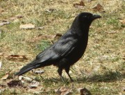 American Crow (2013) American Crow (2013)