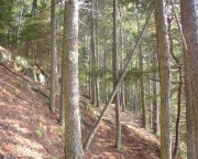 Along a Trail at the Coastal Studies Center (2005) Along a Trail at the Coastal Studies Center (2005)