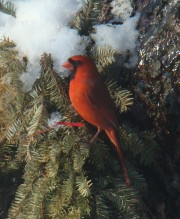 Cardinal Cardinal
