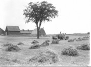 Haying in Western Maine (George French Collection, Maine State Archives) Haying in Western Maine (George French Collection, Maine State Archives)