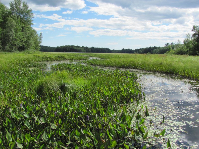 The waterway broadens from the bog to the open water (2010) The waterway broadens from the bog to the open water (2010)