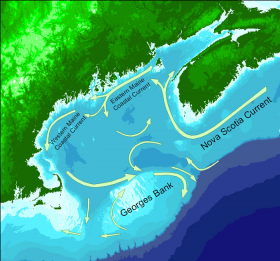 Gulf of Maine Currents Gulf of Maine Currents